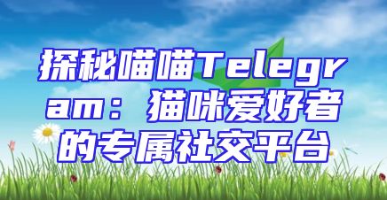 探秘喵喵Telegram：猫咪爱好者的专属社交平台